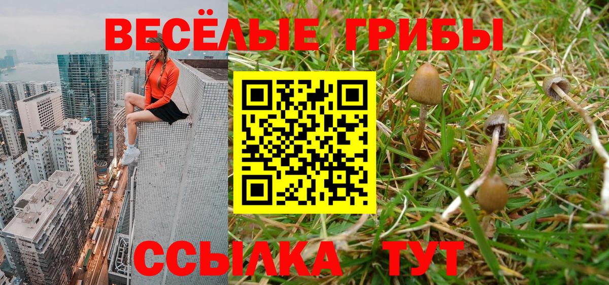 Псилоцибиновые грибы Psilocybine cubensis Калуга